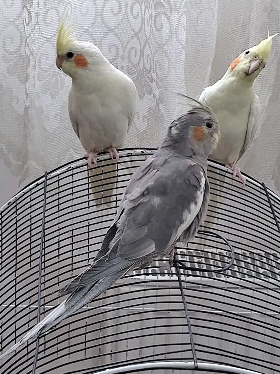 عرووس هلندی|پرنده|گلبهار, شهر جدید گلبهار|دیوار