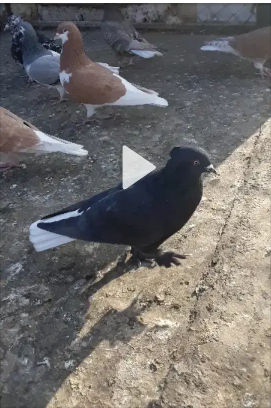 کفتر رنگی|پرنده|ابهر, |دیوار