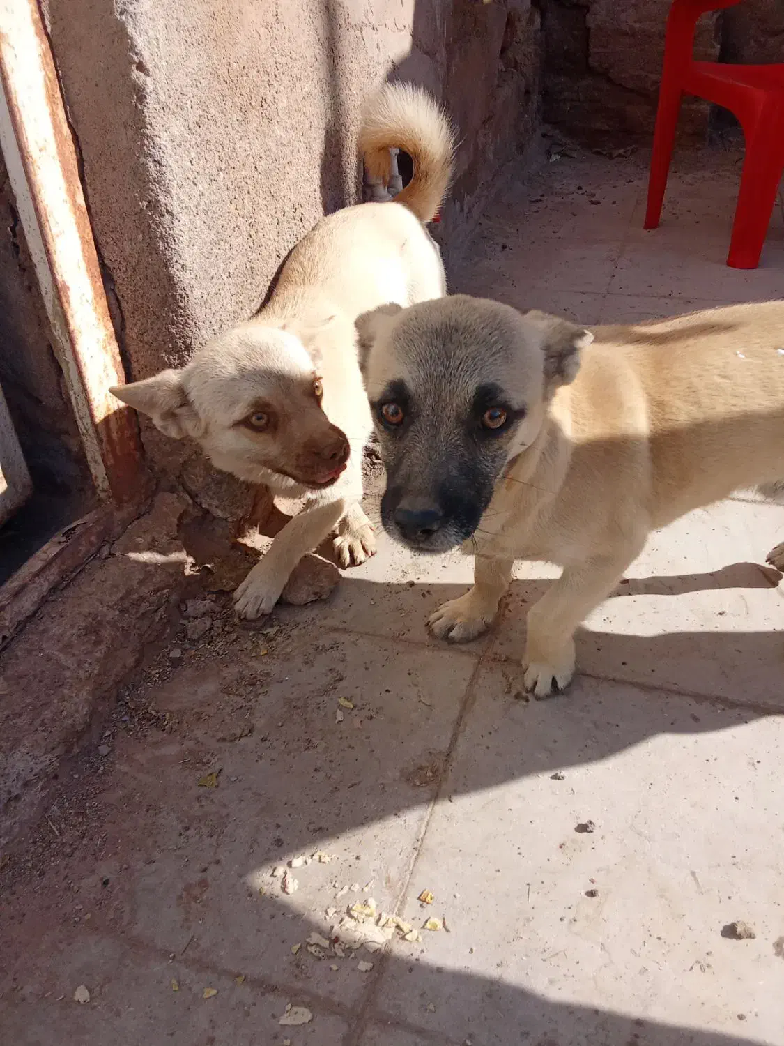 سگ اشتپیز اصل|سگ|رفسنجان, |دیوار