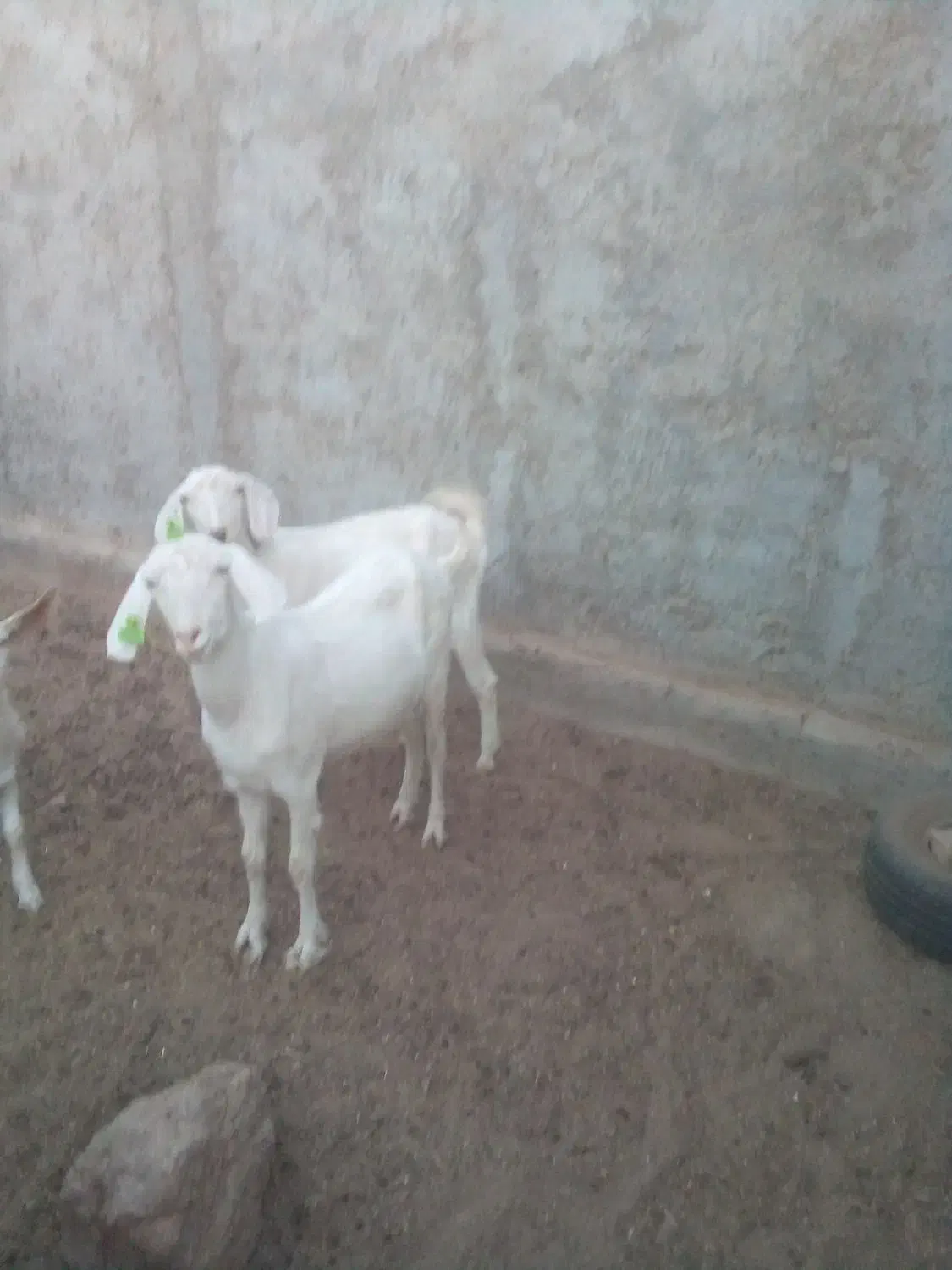 بز از نژاد چهارقلو|حیوانات مزرعه|اردکان, |دیوار