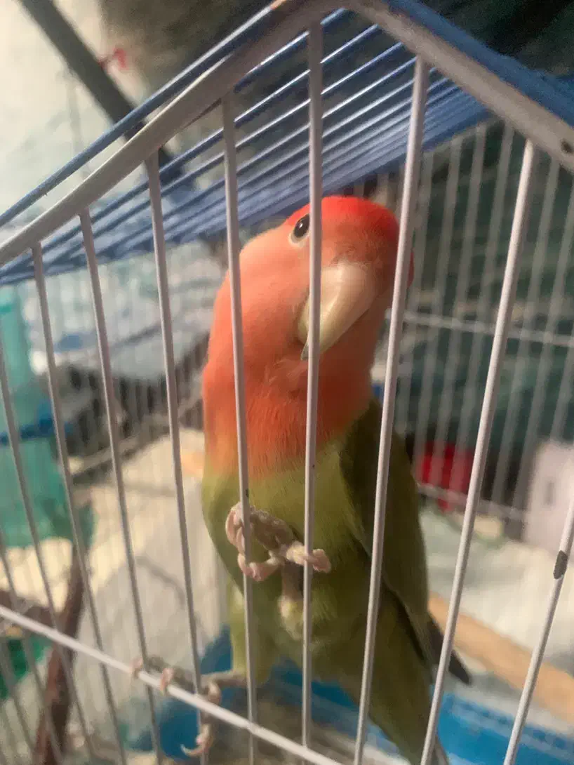 طوطی برزیلی|پرنده|کرج, جهان‌شهر|دیوار