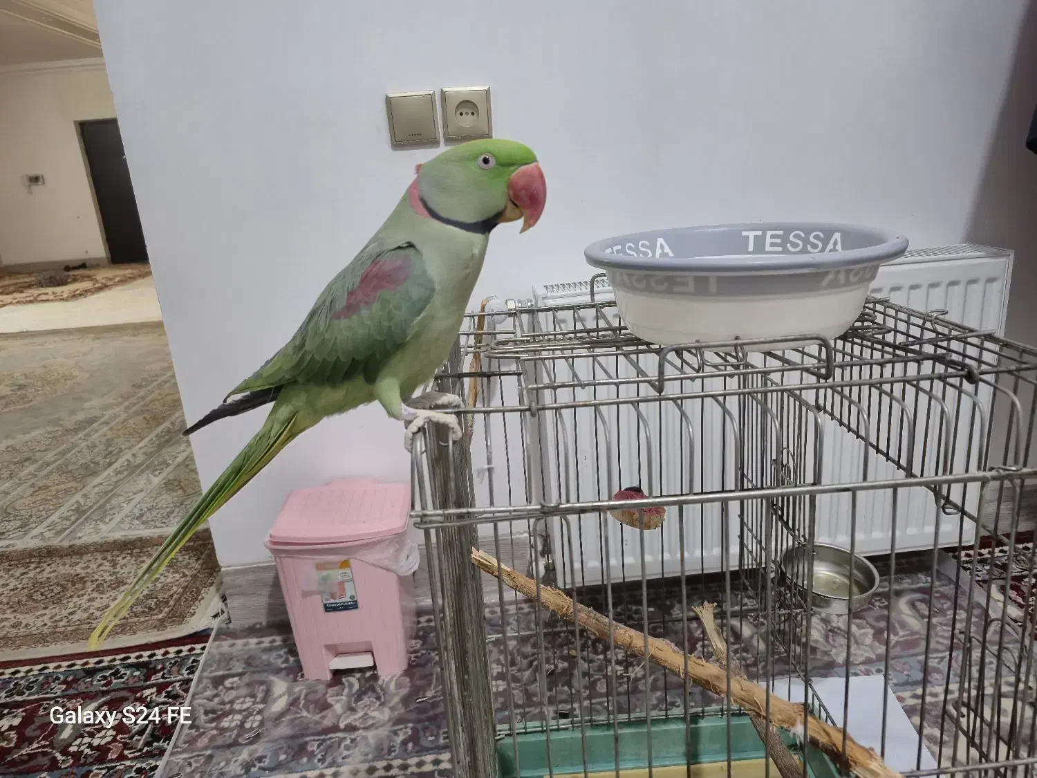 شاه طوطی زیبا|پرنده|شیراز, حومه شیراز|دیوار