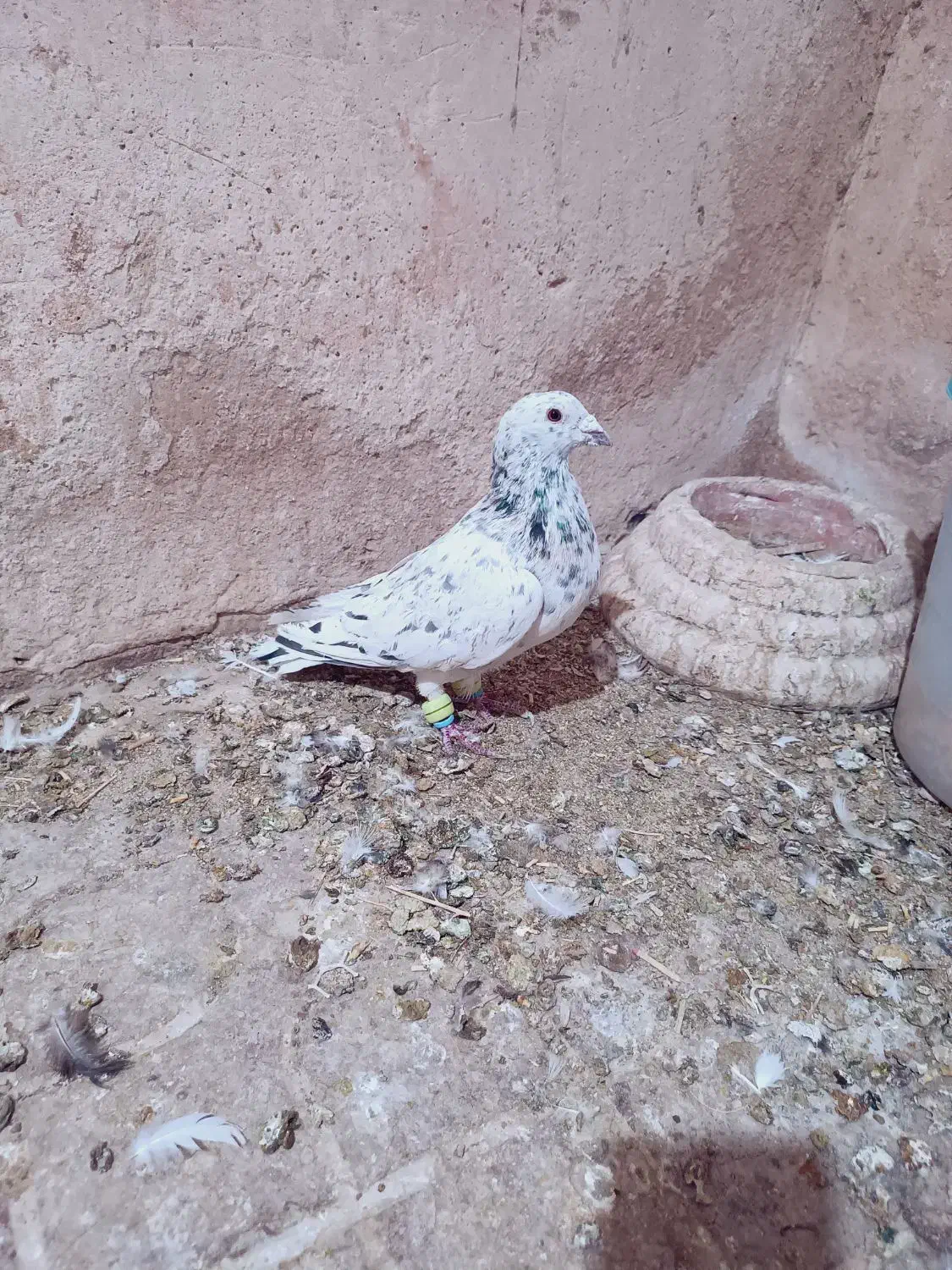 کبوتر پرشی|پرنده|ملک‌آباد, |دیوار