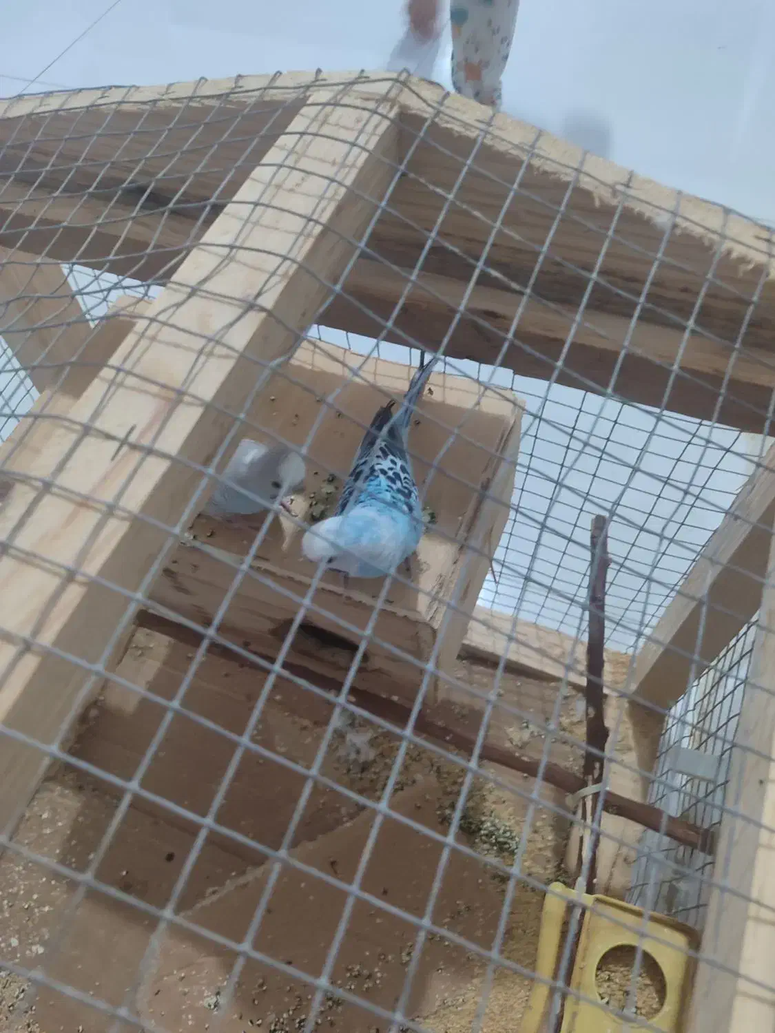 مرغ عشق|پرنده|لامرد, |دیوار