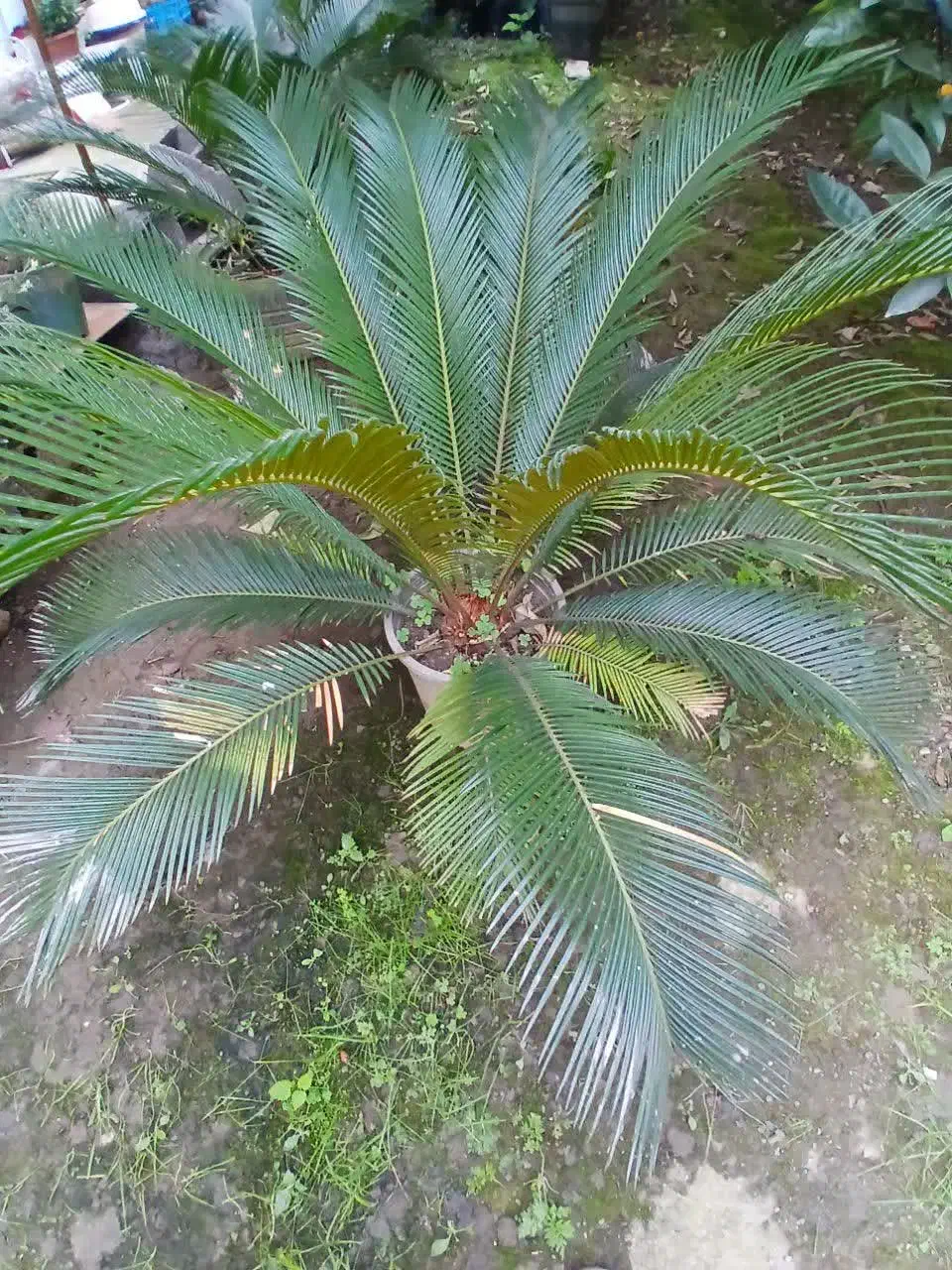 سیکاس وآواکادو|گل و گیاه طبیعی|شیرود, |دیوار