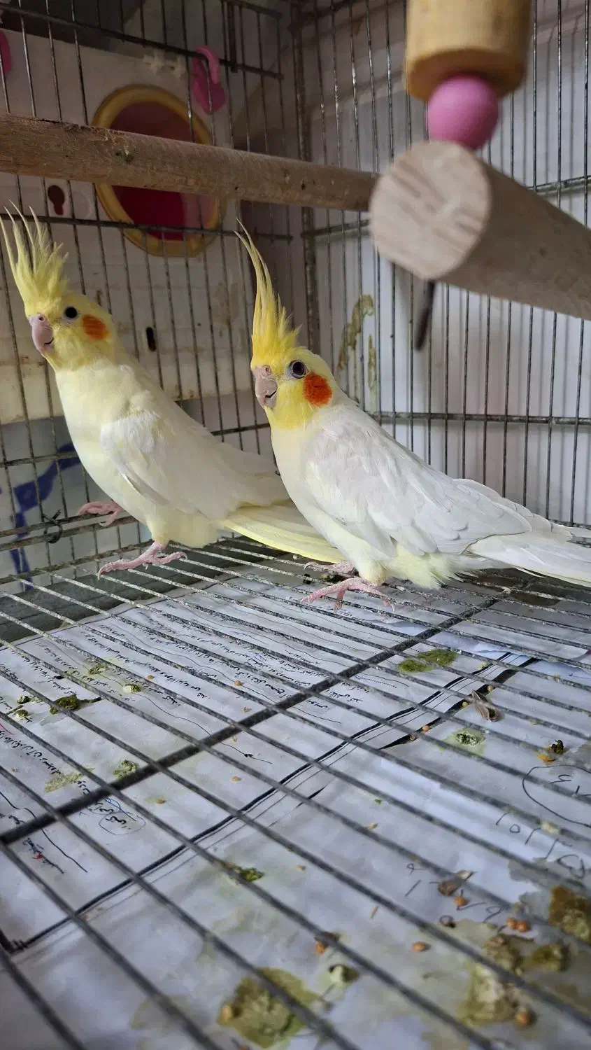 عروس هلندی مولد|پرنده|بندر ماهشهر, |دیوار