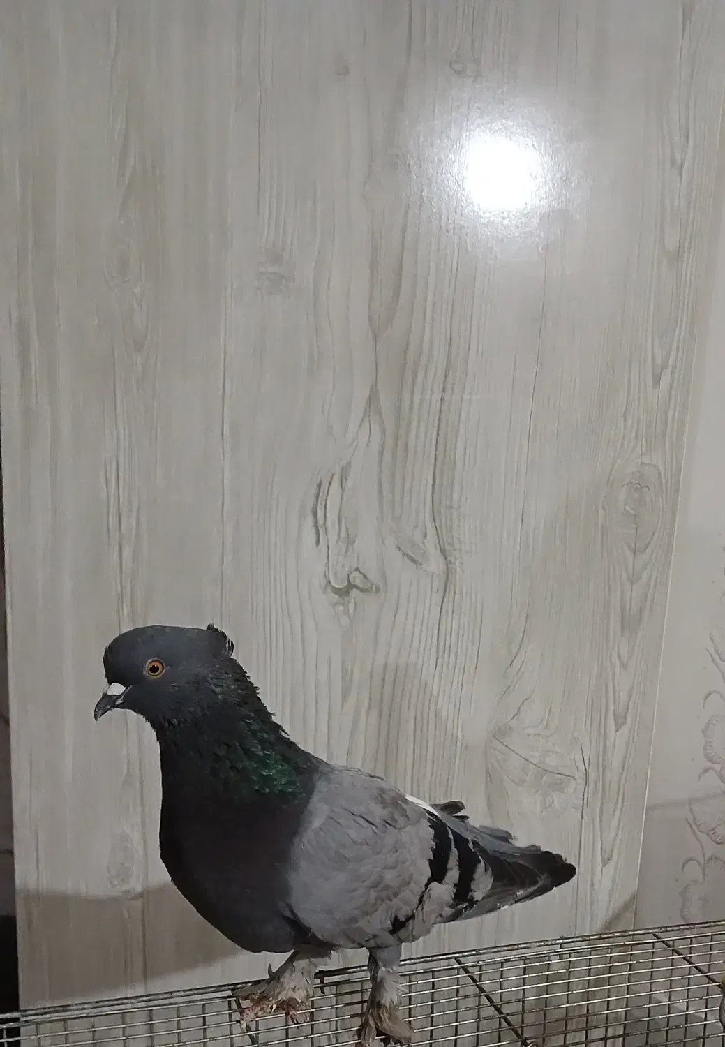 کبوترماده فروشی۲۸۰۰۰۰تومان|پرنده|شاهرود, |دیوار