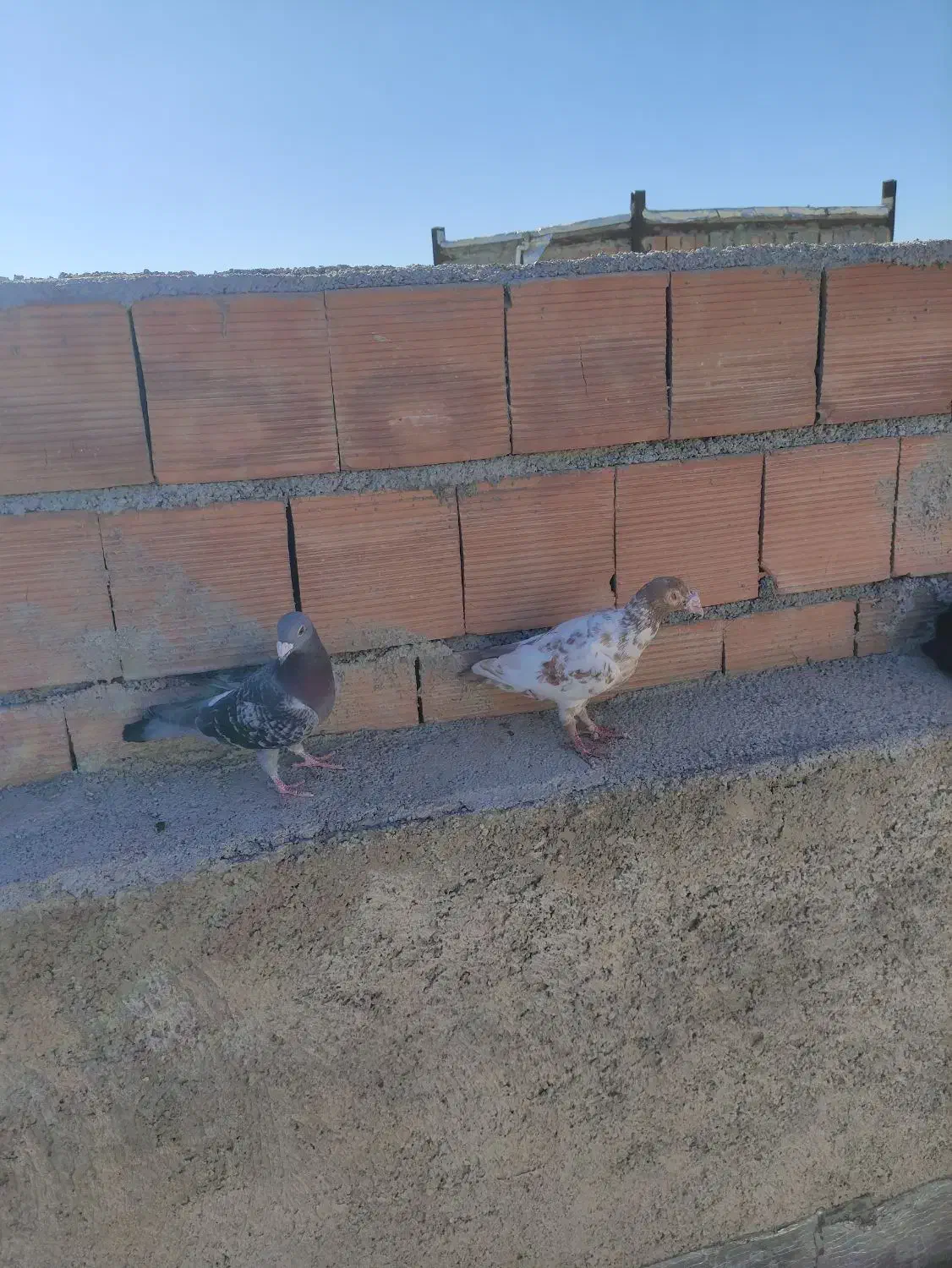 دوعدد کفترقلدر|پرنده|شیروان (خراسان), |دیوار