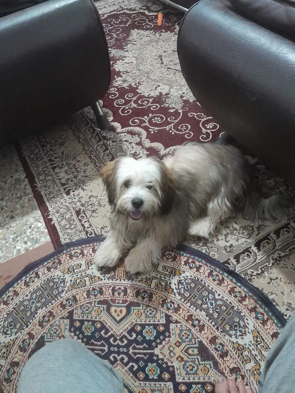 فروش|سگ|لاهیجان, طالقانی|دیوار