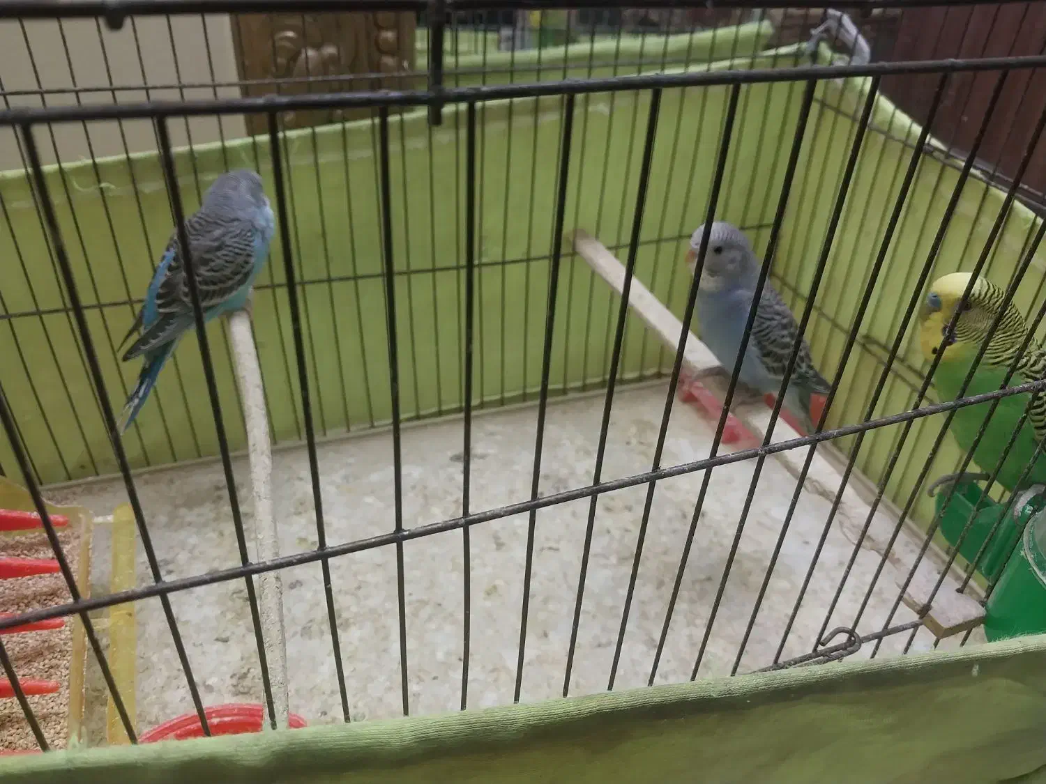 مرغ عشق|پرنده|شهر ری, ظهیرآباد|دیوار