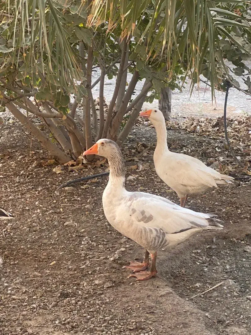 دوعددغازنرچشم ابی|حیوانات مزرعه|توکهور, |دیوار