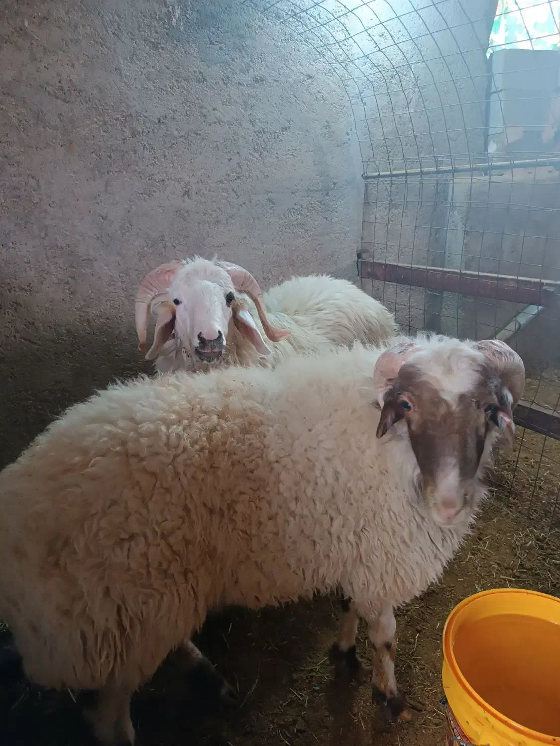 بره نر|حیوانات مزرعه|زارچ, |دیوار