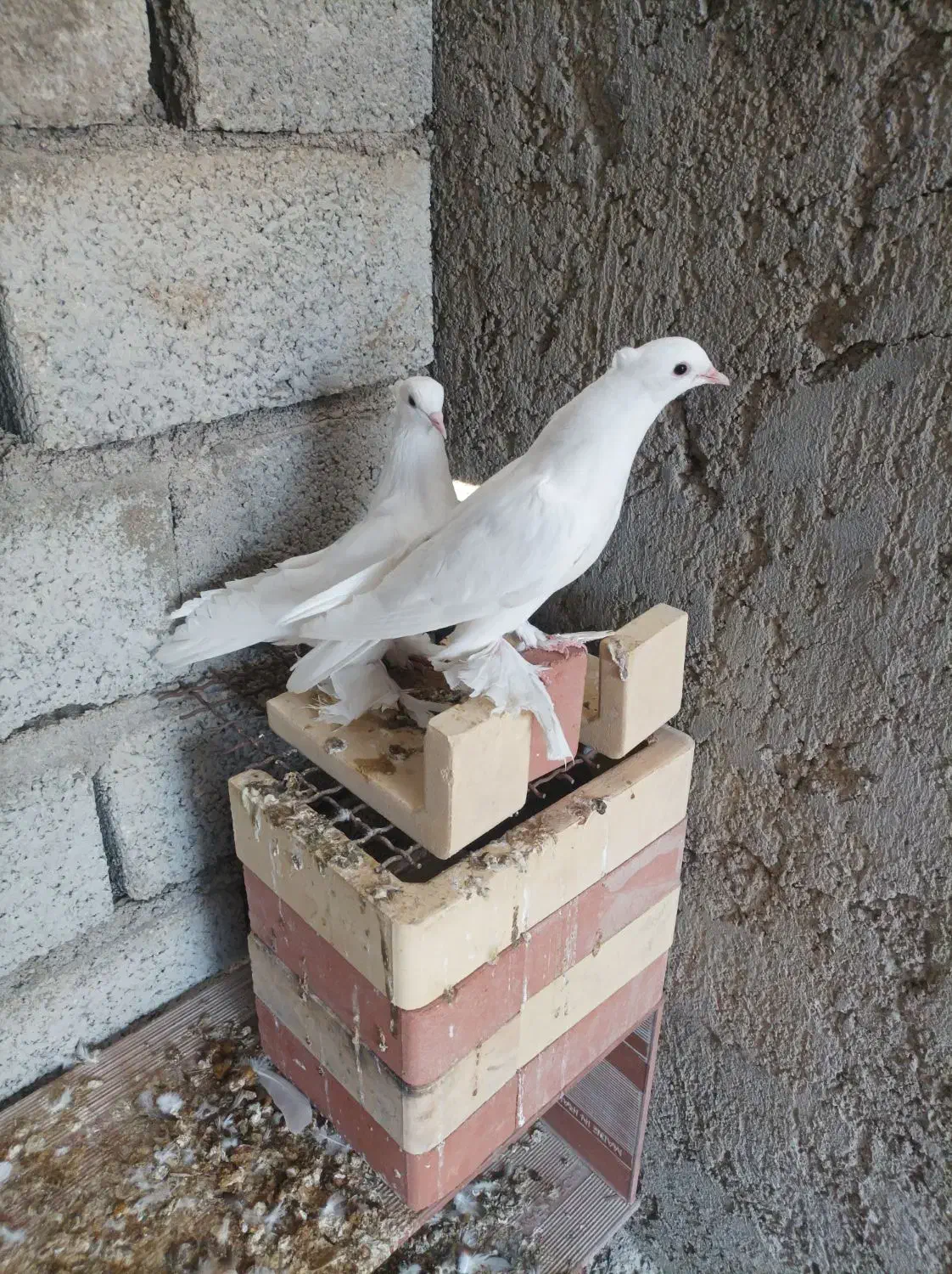 کفتر|پرنده|خمیر, |دیوار