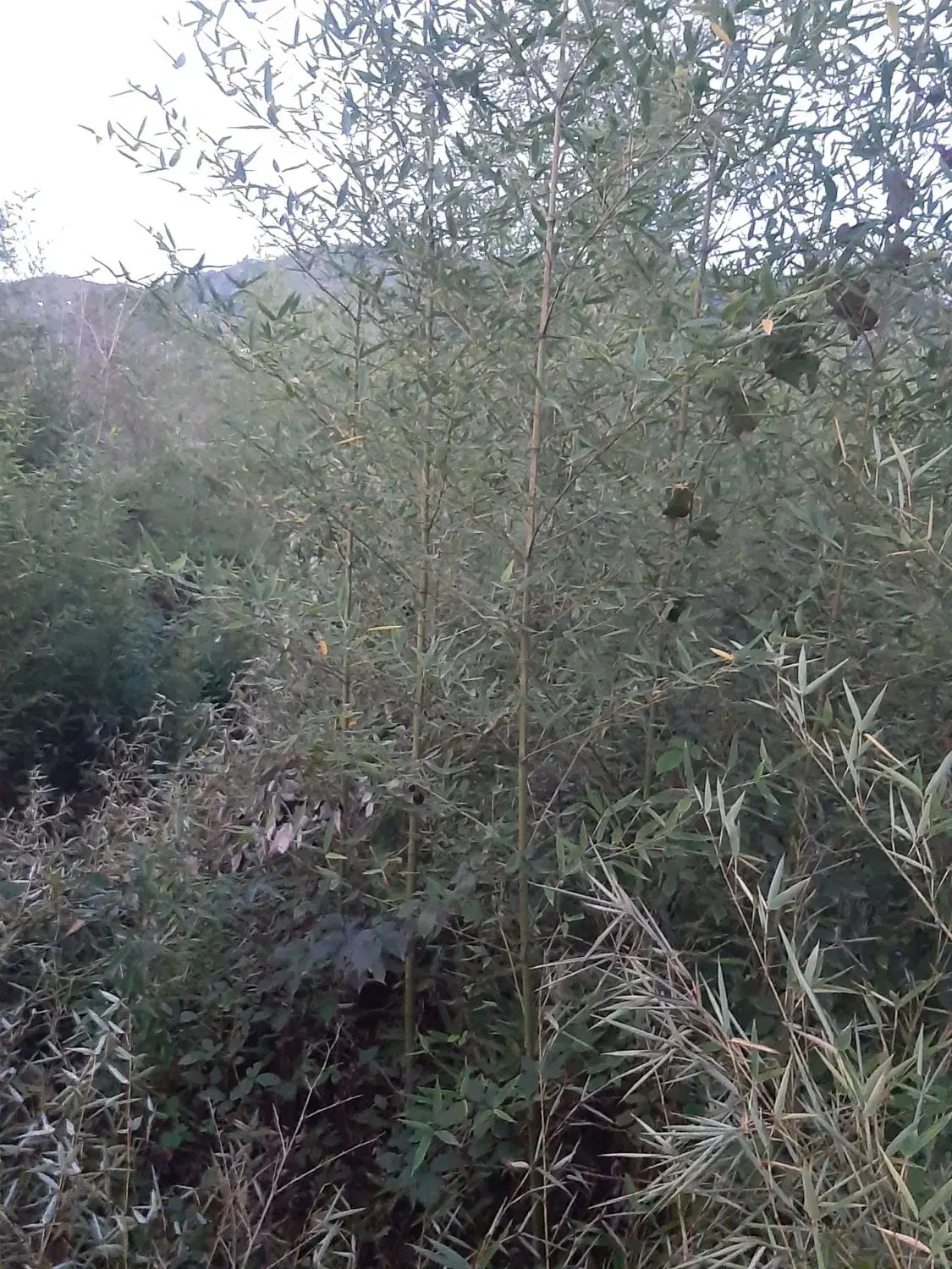 نی خیزران یا بامبو|گل و گیاه طبیعی|لاهیجان, لیل|دیوار