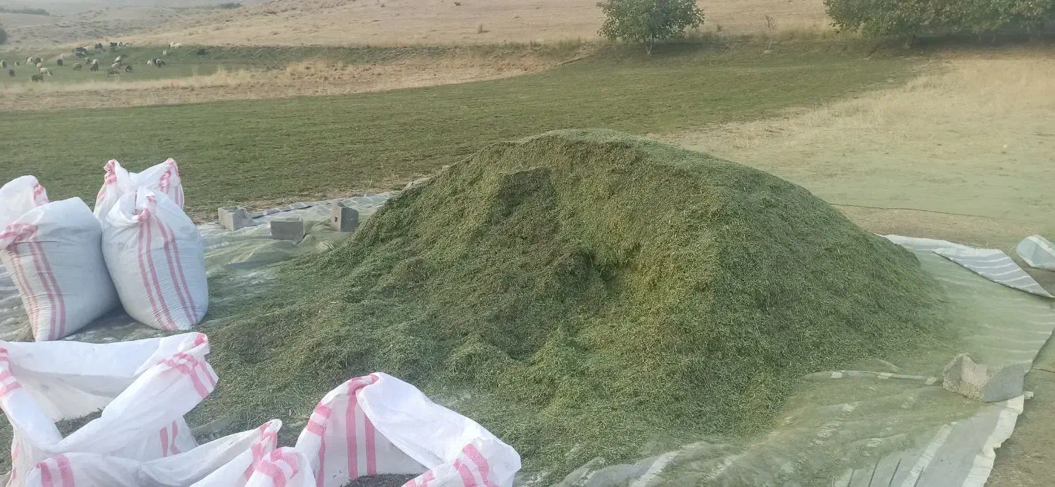 علوفع یونجه چین دوم و سوم|خدمات باغبانی و درختکاری|صمصامی, |دیوار