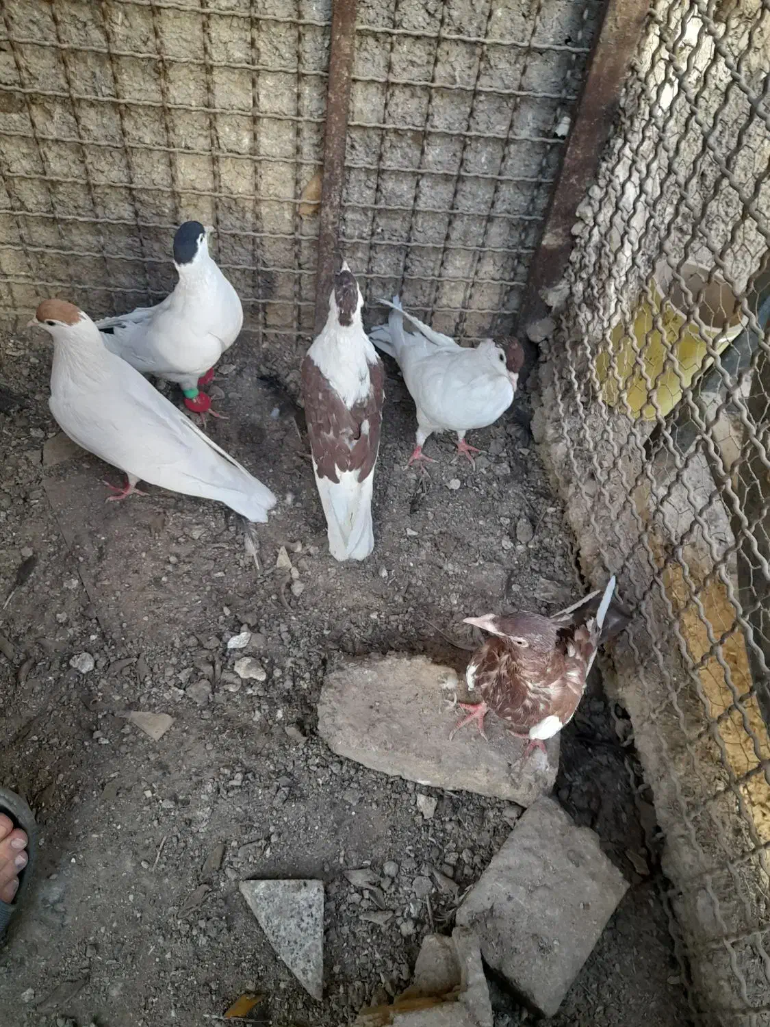 کفتر افغانی|پرنده|تهران, شهرک ابوذر|دیوار