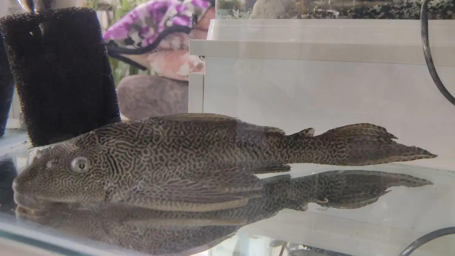 کتفیش بزرگ سالم و سرحال|ماهی|برخوار, |دیوار