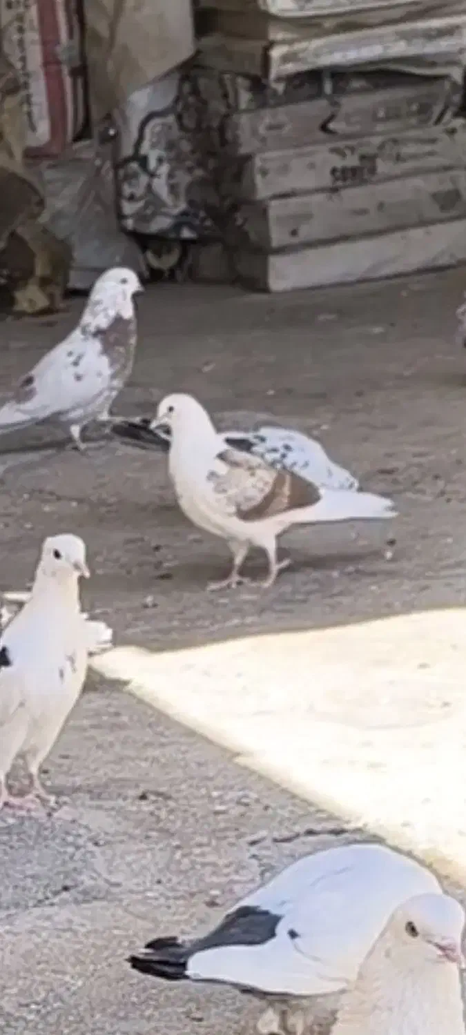 کبوتر|حیوانات|ایوان, |دیوار