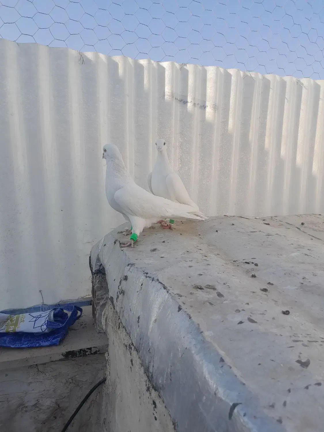 پسند شد پیام بده|پرنده|اقبالیه, |دیوار