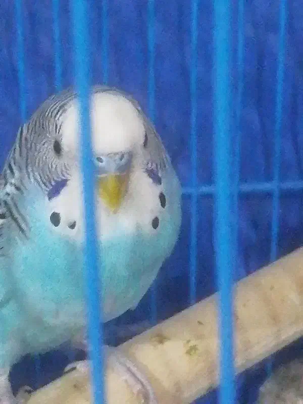 مرغ عشق|پرنده|قرچک, مهدیه|دیوار