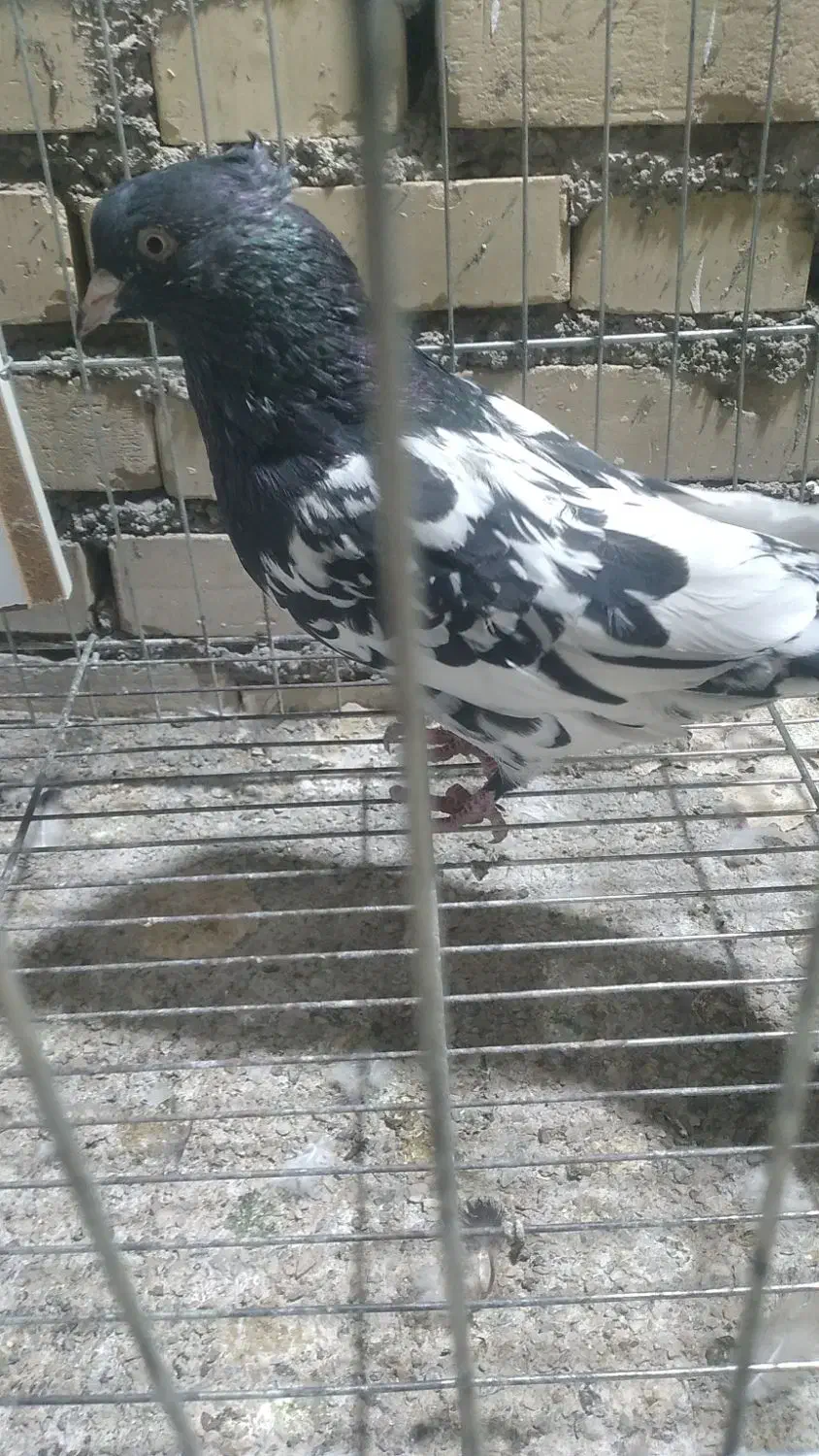 کله سیاه قواره دار|پرنده|اهواز, پردیس|دیوار