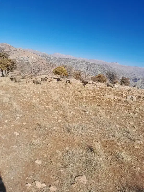 فروش شیشک قوچ بره و میش|حیوانات مزرعه|لردگان, |دیوار