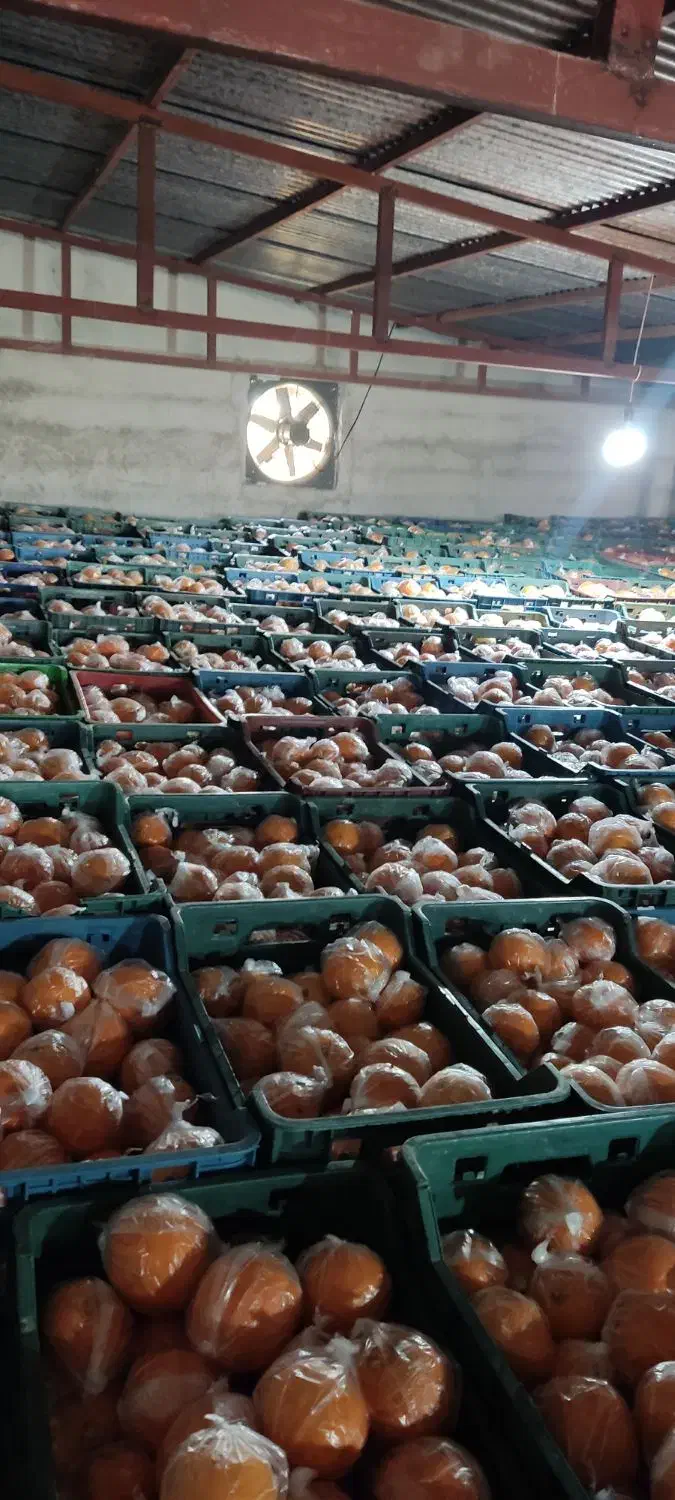 60تن پرتقال تامسون انباری فوق العاده|حراج|قائم‌شهر, |دیوار