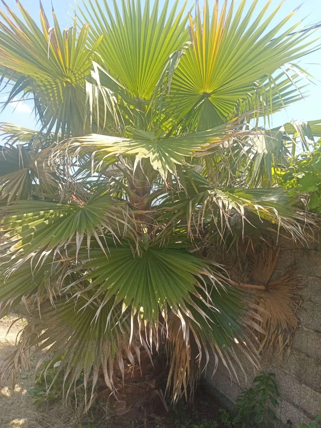 ۱۰۰۰|گل و گیاه طبیعی|رشت, چله خانه|دیوار