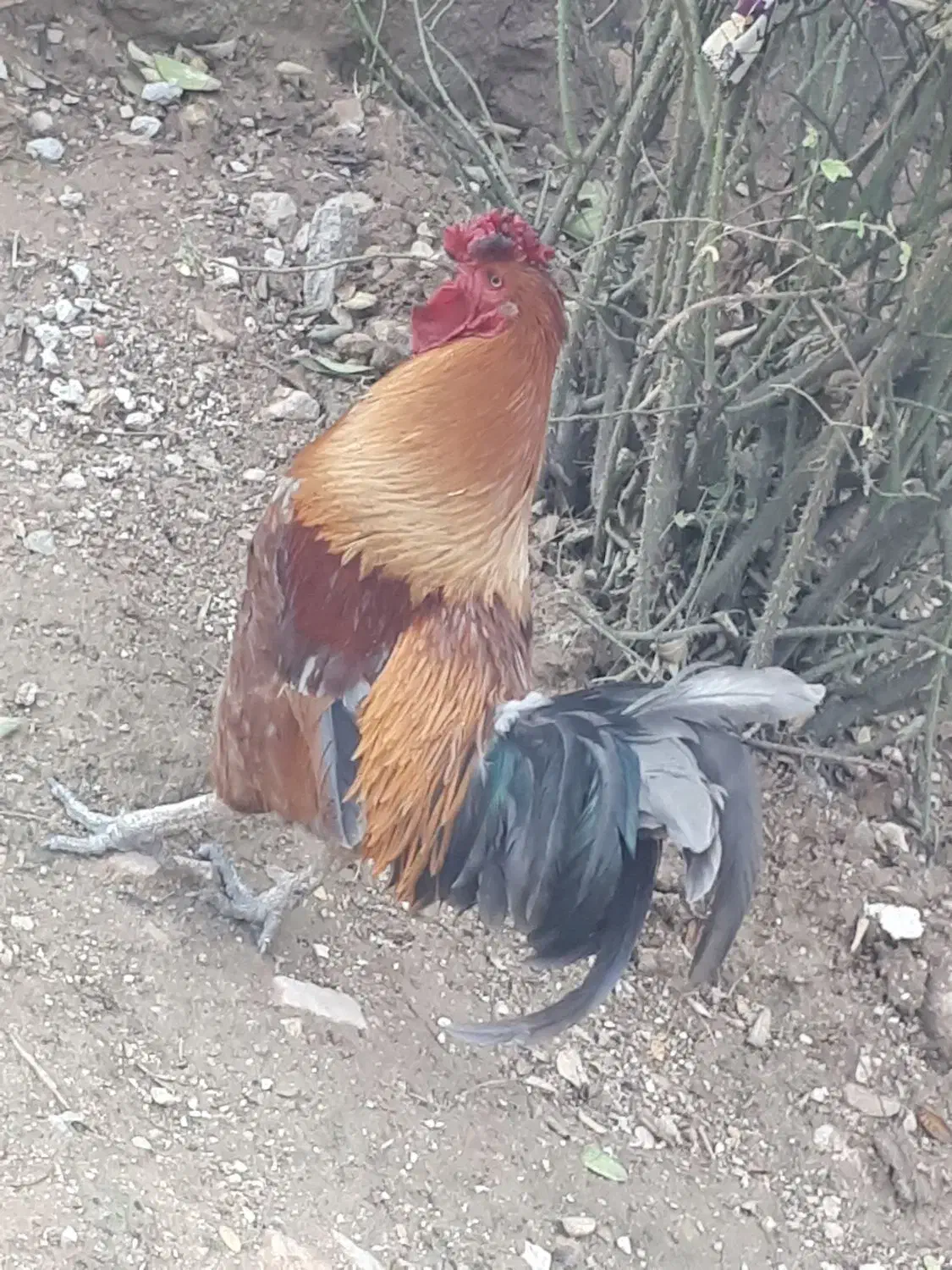 خروس کردی چهل پوک|حیوانات مزرعه|سرپل ذهاب, |دیوار