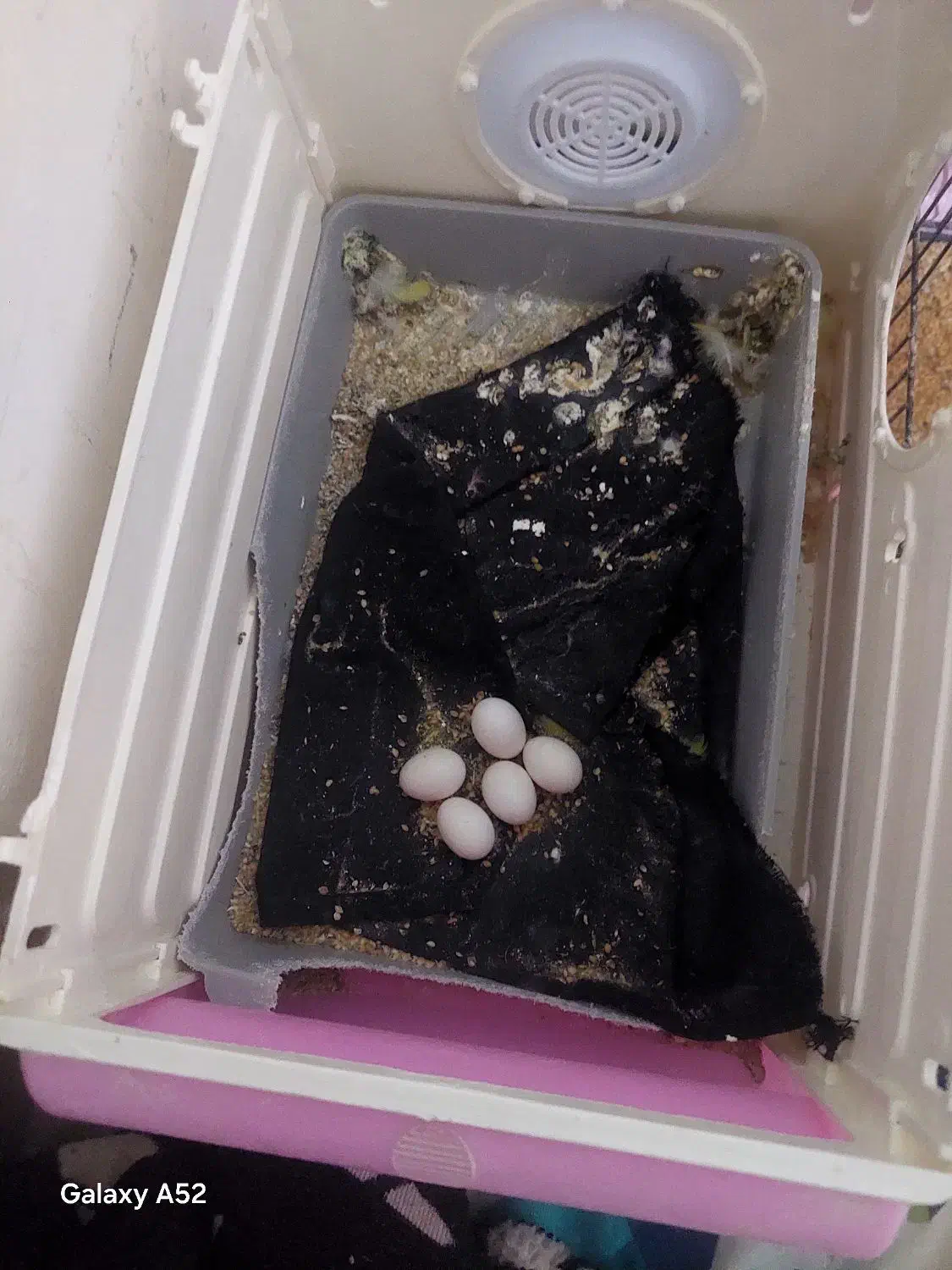 طوطی|پرنده|رودهن, |دیوار