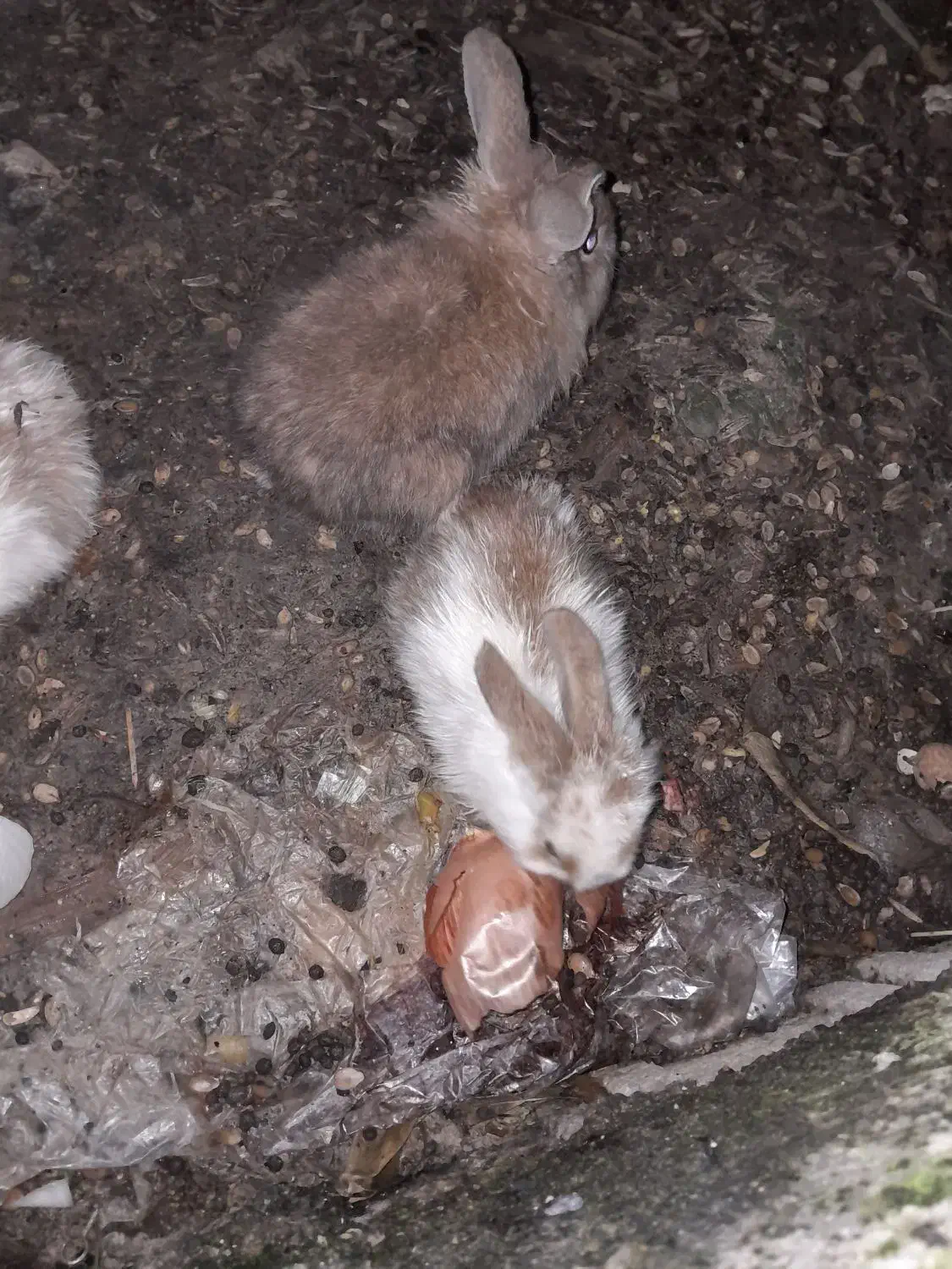 لپ خرگوش|موش و خرگوش|برازجان, |دیوار