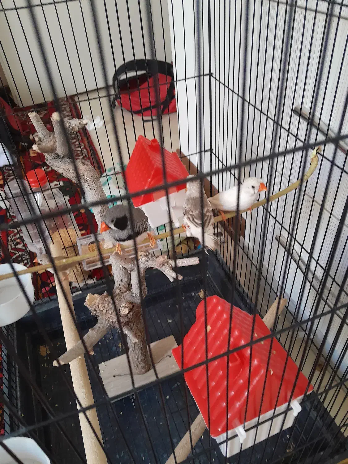 فنج|پرنده|اصفهان, شهرک آزمایش|دیوار