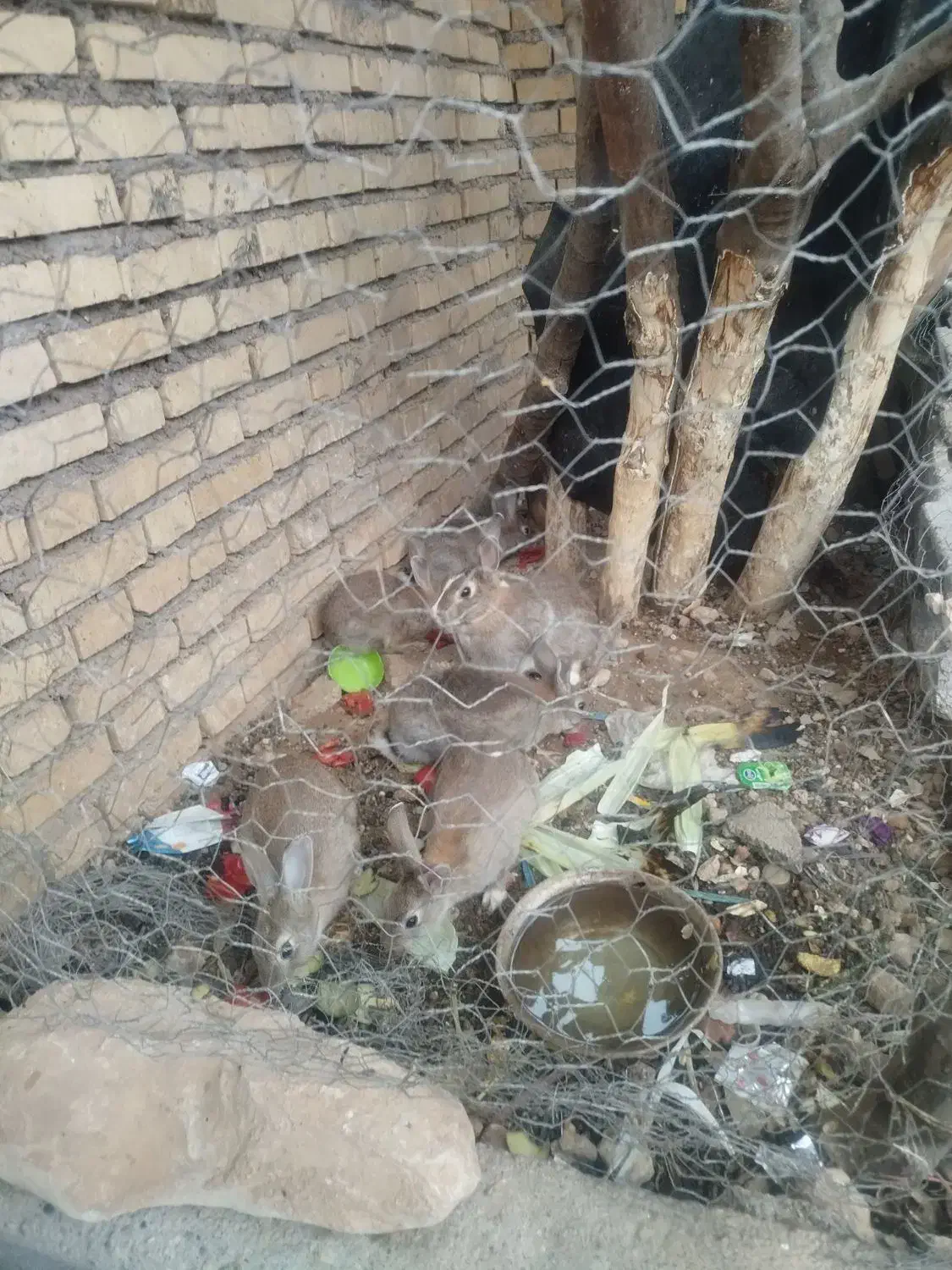 خرگوش|موش و خرگوش|ایذه, |دیوار