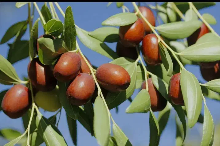 نهال عناب پیوندی|خدمات باغبانی و درختکاری|دیواندره, |دیوار