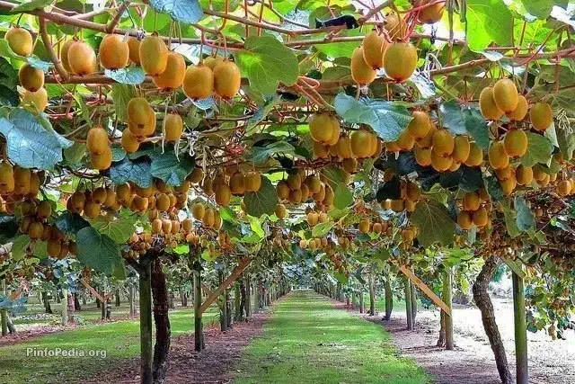 ۱۰۰ تن کیوی سردرختی|خوردنی و آشامیدنی|آستارا, |دیوار