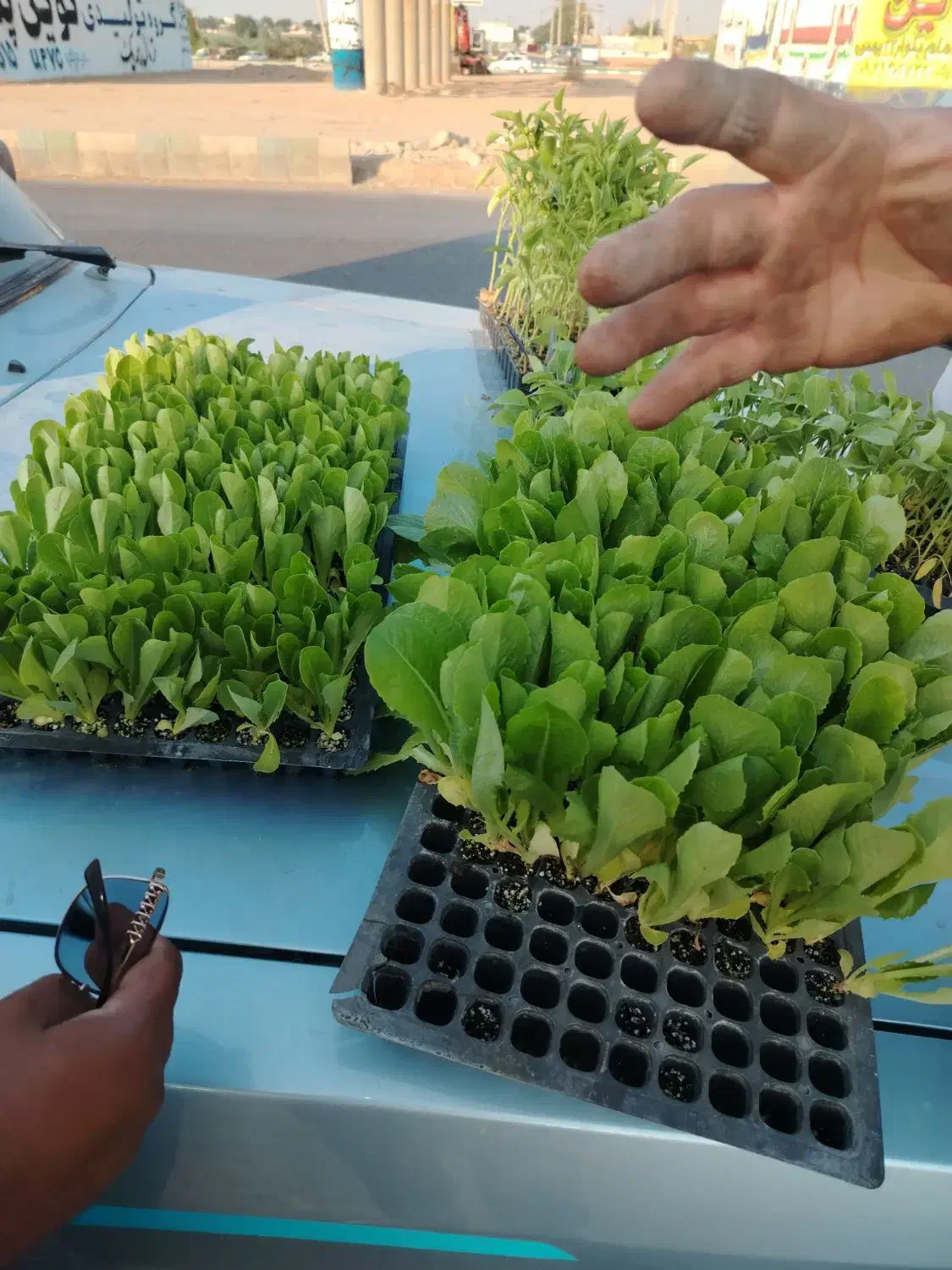 به فروش میرسد|خدمات باغبانی و درختکاری|برازجان, |دیوار