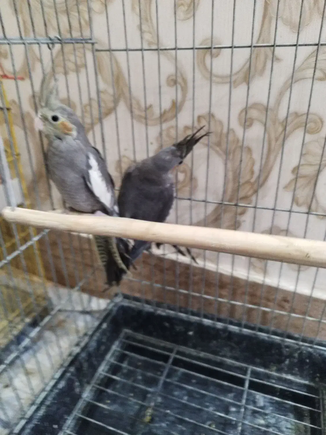 فروش فوری عروس هلندی نروماده|پرنده|میانه, |دیوار