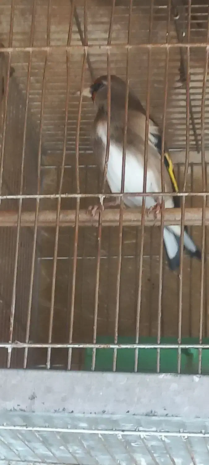 سهره دورگ|پرنده|تهران, میرداماد|دیوار