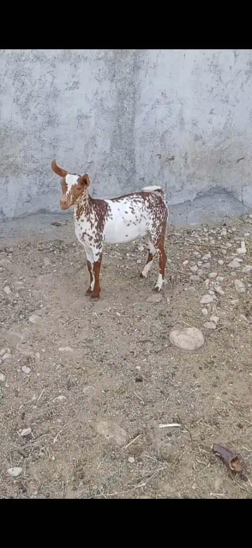 بز ثلاله|حیوانات مزرعه|قنوات, |دیوار