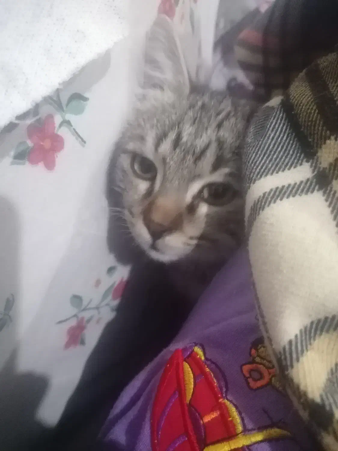 بچه گربه|گربه|نیشابور, میدون بار|دیوار