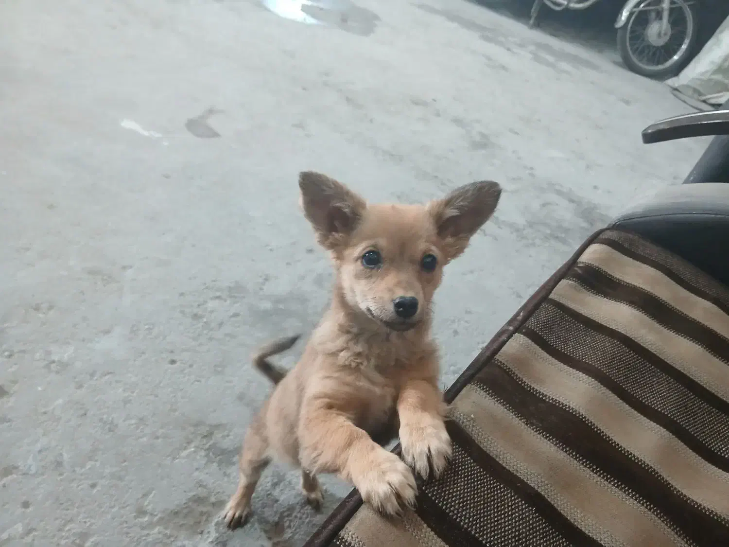 پاکوتاه ماده شیوا وا|سگ|تهران, فلسطین (میدان انقلاب)|دیوار