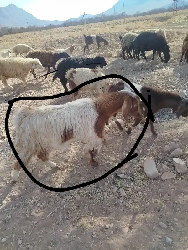 گوسفند بومی|حیوانات|یزد, |دیوار