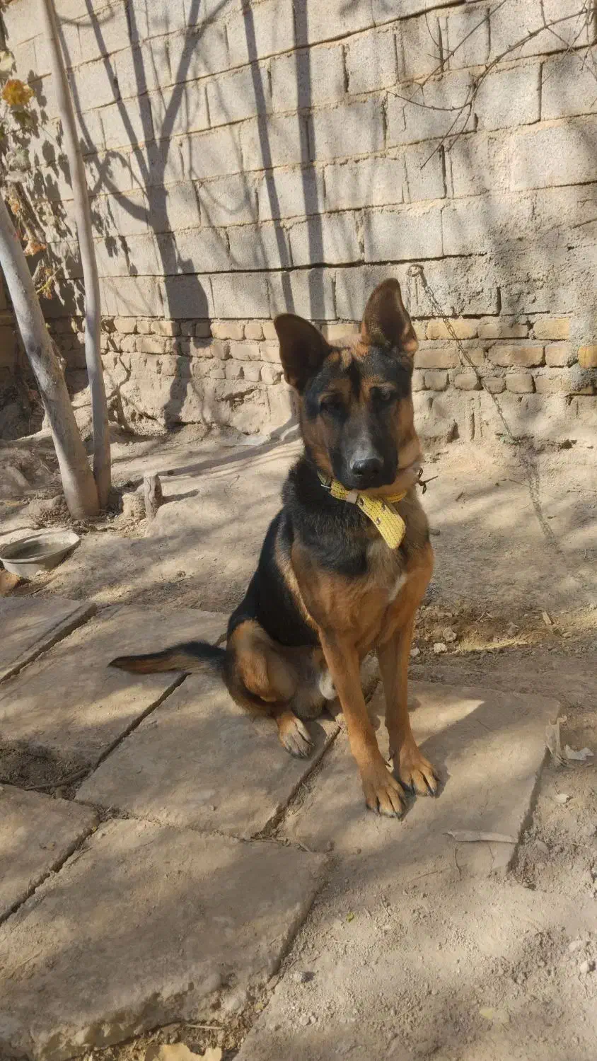 واگذاری سگ جرمن 9 ماهه|سگ|مرودشت, رودبال|دیوار