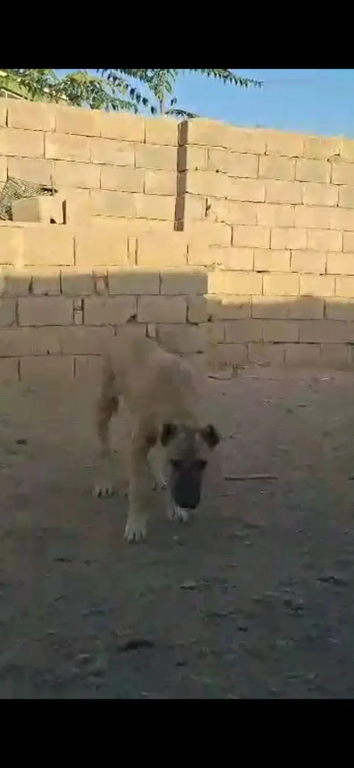 توله سرابی ۵ماهه در شعرک صنعتی شماره یک حصار گمشده|سگ|میانه, |دیوار