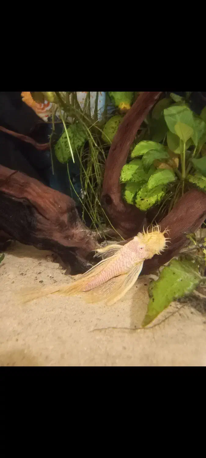 لجنخوار آکواریومی(کت بوته ای)،حلزون کیلر|ماهی|تویسرکان, |دیوار