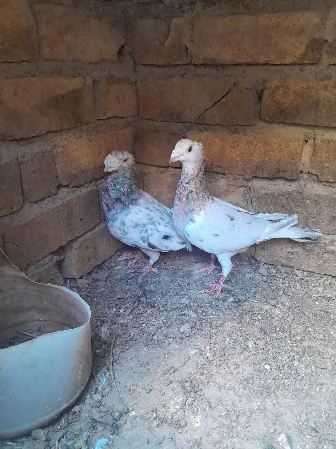 کفتر جفت سارفروشی|پرنده|تایباد, |دیوار