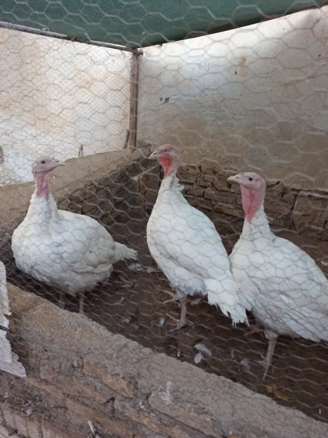 بوقلمون گوشتی|حیوانات مزرعه|سبزوار, هویزه|دیوار