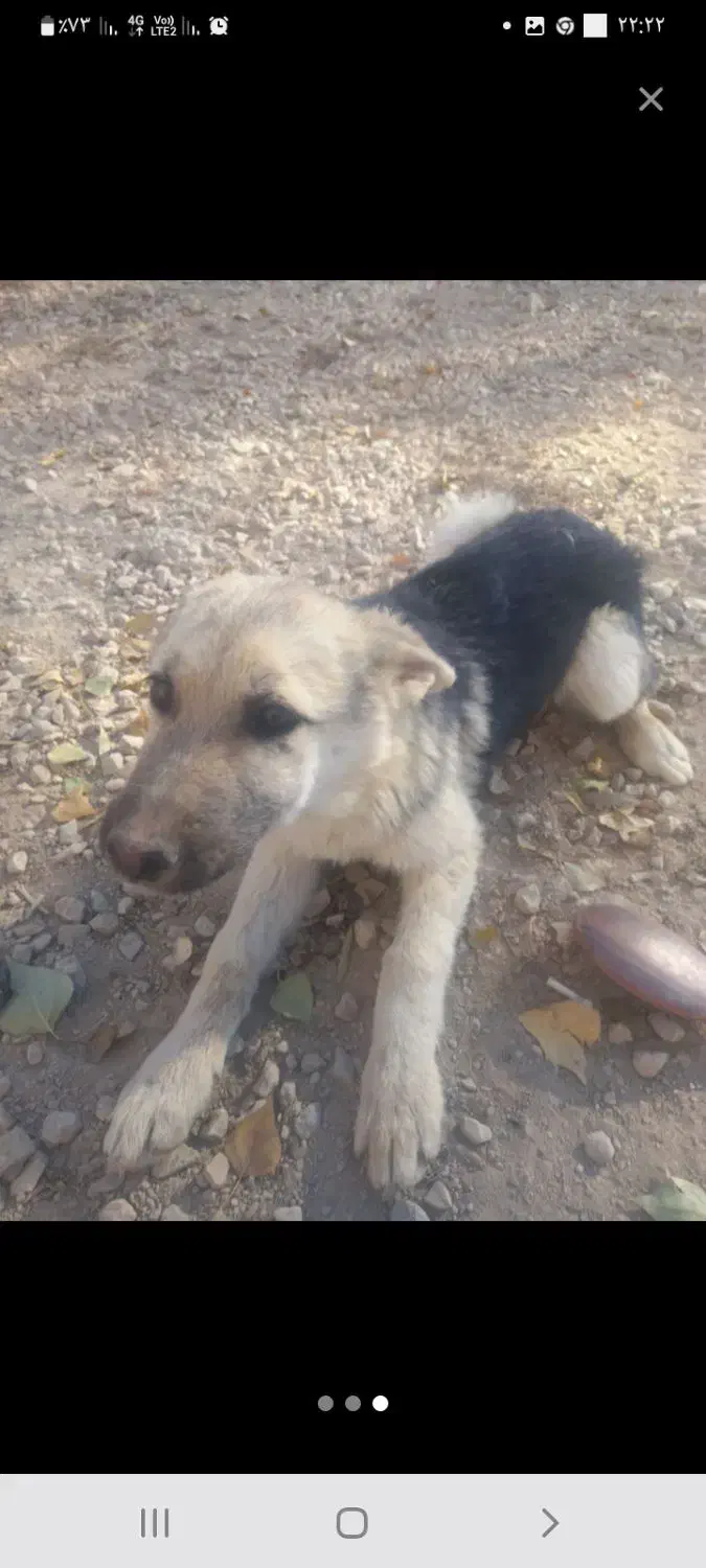 توله ژرمن هاسکی نگبان عالی|سگ|فیروزکوه, |دیوار