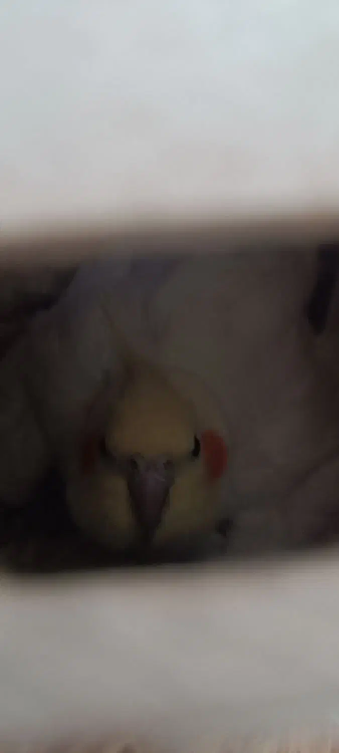 یک جفت عروس هلندی با تخم|پرنده|سراب, |دیوار