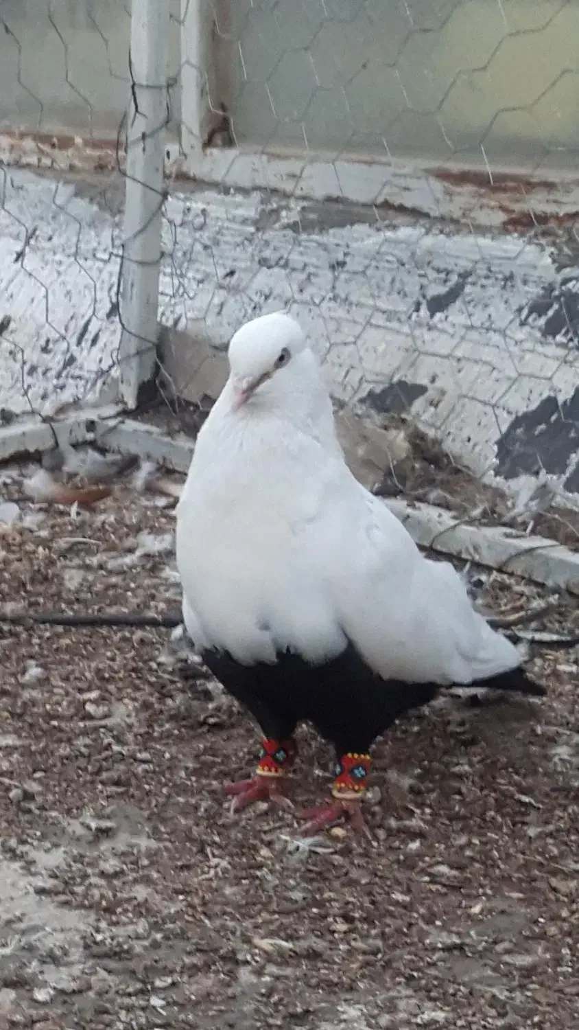 دسته کفتر شب بازی|پرنده|کازرون, |دیوار